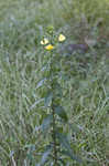 Common evening-primrose